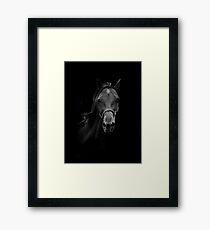 Black horse Framed Print