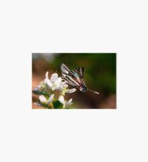 Zebra Swallowtail Art Board