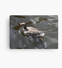 Quack Quack Metal Print