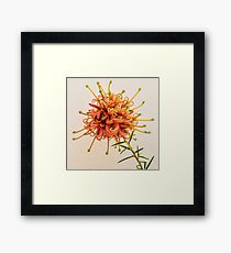 Incana Framed Print