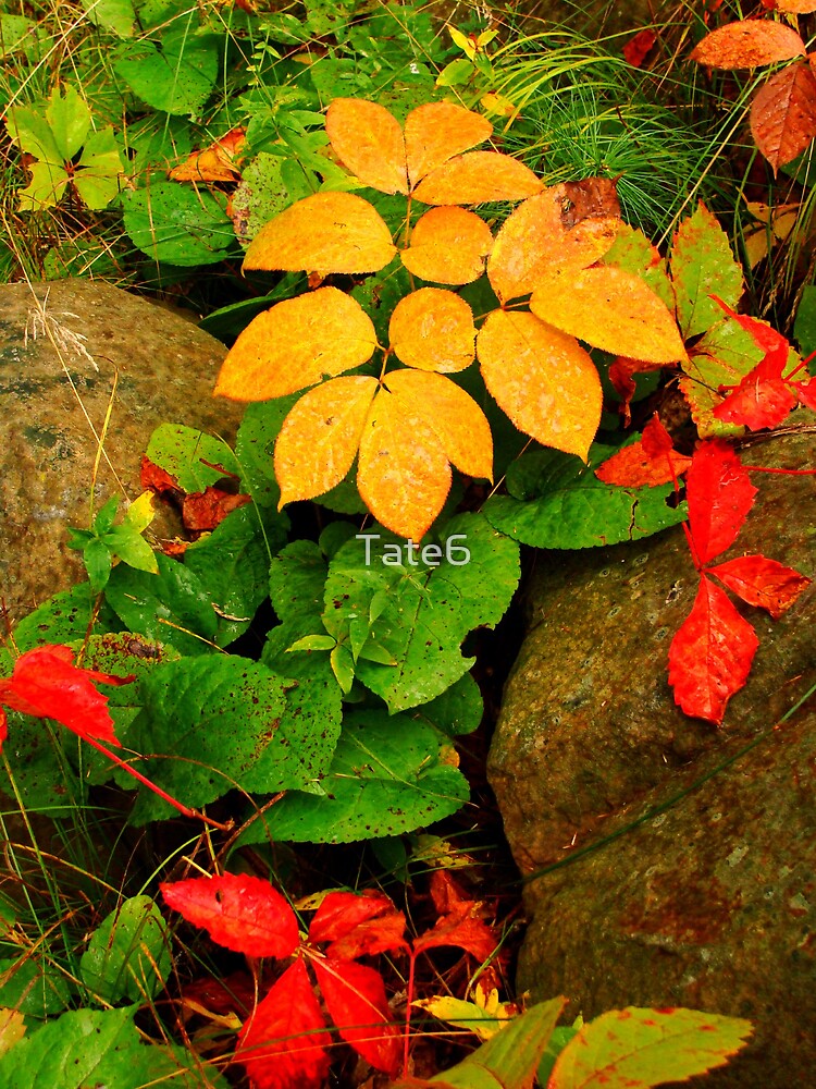 Essence of Life by Tate6