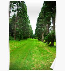 Pine Tree Avenue Poster