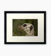 I know its around here somewhere Framed Print