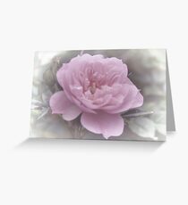 Soft Pink Rose............ Greeting Card