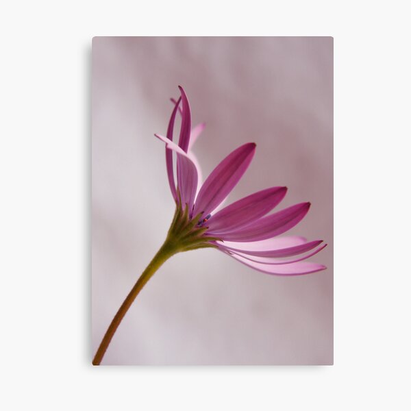 sola margheritina colore rosa Canvas Print