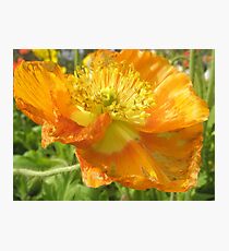 Flora Photographic Print