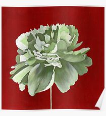 Green Peony against Red Background Poster