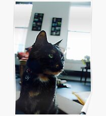 Lily Poster