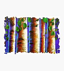 Aspen Trees Fresco Photographic Print