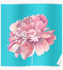 Rosa Pfingstrose in Teal Poster