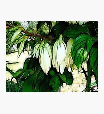 Fairyland Photographic Print