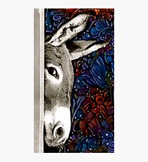 Donkey Photographic Print