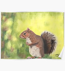 The solitary squirrel Poster