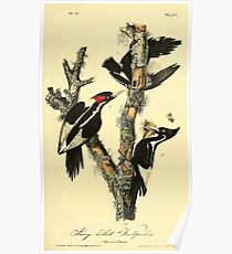 James Audubon Vector Rebuild - The Birds of America - From Drawings Made in the United States and Their Territories V 1-7 1840 - Ivory Billed Woodpecker Poster