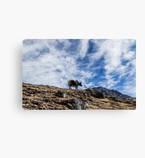 Pensive Yak Canvas Print