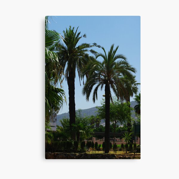 Big Palms Canvas Print