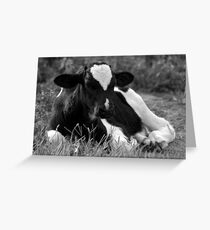 Calf Greeting Card