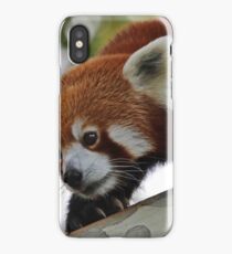 Melbourne Zoo Red Panda iPhone Case/Skin