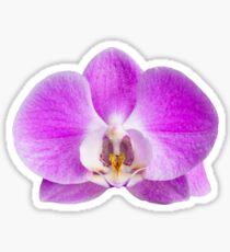Moth orchid flower Sticker