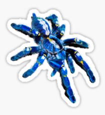Blauer Tarantel Sticker