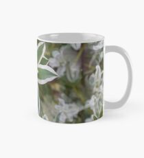 Euphorbia Tasse (Standard)