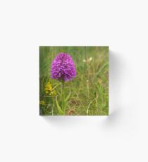 Pyramidal Orchid, Inishmore, Aran Islands Acrylic Block
