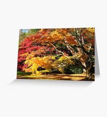 Autumn Acer Glade Greeting Card