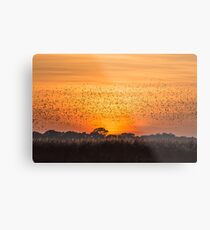 Dance : Starlings Metal Print