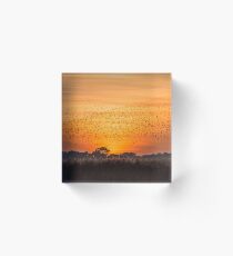 Dance : Starlings Acrylic Block