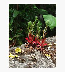 Flowers Growing from the Stone Wall Photographic Print