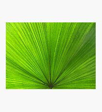 Fanned Fern Photographic Print