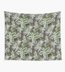 Euphorbia Wandbehang