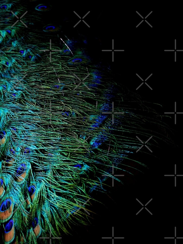 Peacock Feather by by-jwp