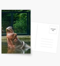 Happy Hippo - Aaaah... Life is good... Postcards
