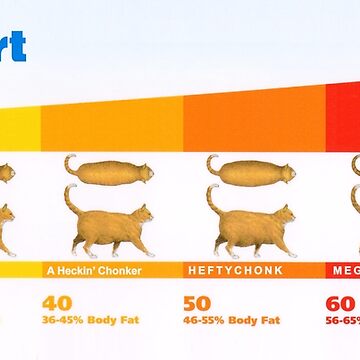 The Chonk Chart, Weight Gain, Cat Poster, Funny Cats, Veterinary Wall Art,  Wall Decor, Male and Female, Free Delivery, Quality Prints