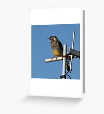 Wattle Bird Greeting Card