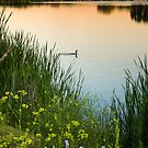 Summer Dawn by John  De Bord Photography