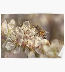 Bee Poster