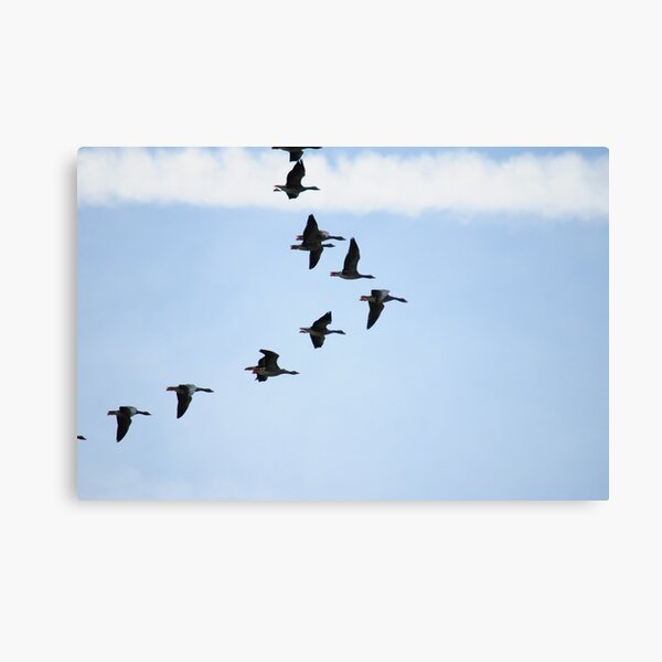 Brent Geese Canvas Print