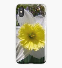Daffodils iPhone Case/Skin