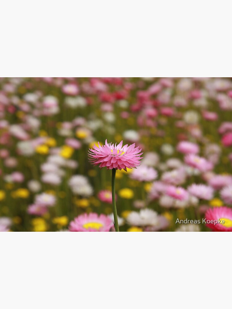 Standing out from the crowd by mistered