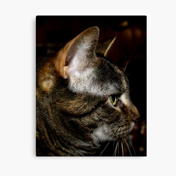 Smart Cat Canvas Print