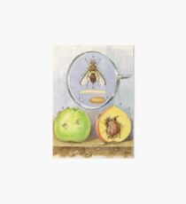 Queensland Fruit Fly Art Board Print