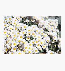 Gänseblümchen für Tage Fotodruck