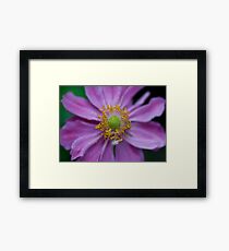 Japanese Anemone Framed Print