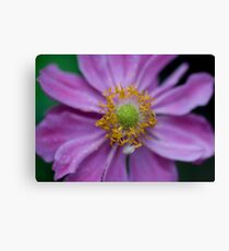 Japanese Anemone Canvas Print