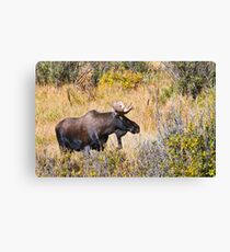 The Moose Is Loose Canvas Print