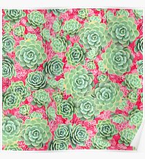 Sempervivum - live forever Poster