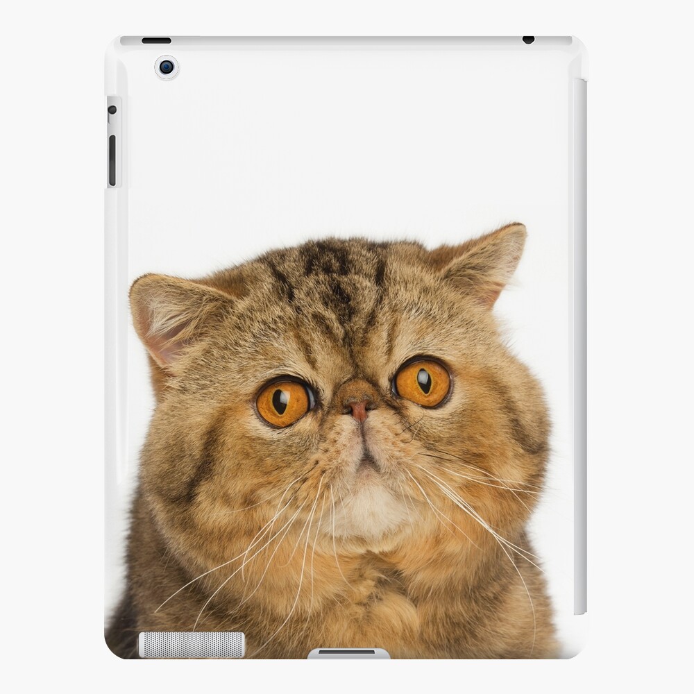 Exotic Shorthair Cat With Big Yellow Eyes Ipad Case Skin By