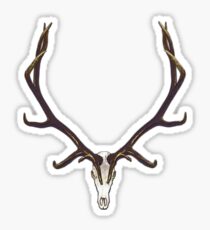 Bull elk skull European mount Sticker